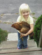 Don’t Cluck With My Heart: The Legality Of Keeping Chickens As Pets