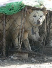 Need To Sacrifice Animals For Your Religion? Just Don't Torture Them To Death