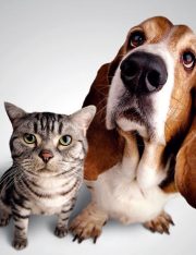 Pets to be Included in Protection Orders