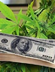 Can legalized Medical Marijuana survive in the Wild Wild West?