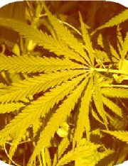 Are Medical Marijuana Trademarks in the Pipeline?