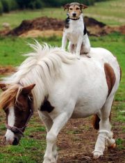 Should Animals Be Able to Sue BP (Or Anyone)?