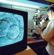 Posthumous Birth Laws, In Vitro Fertilization, and other Legal Quandaries