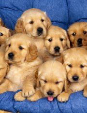 Animal Abuse Registries: A Brilliant Idea or Not?