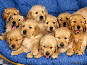 Golden retriever puppies