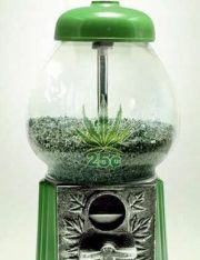 California Might Legalize Marijuana: What Are The Feds To Do?