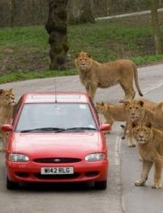 Bought a Zoo? Time to Learn About Strict Liability