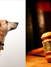 First World Problems: Pet Custody Disputes on The Rise