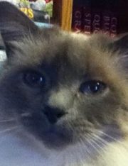 Reading That Boring Stack of Paper May Save Your Pet's Life