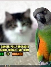 Washington Man Sentenced To 6-Months Jail For Murdering Ex's Parrot With Fork