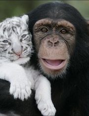 Can a Chimpanzee Achieve Legal Personhood?