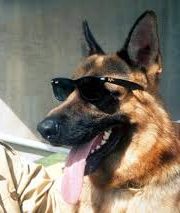 3 Famous Cases of Pet Inheritance