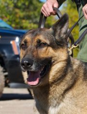 Police Dogs Evoke New Controversy in Marijuana-Friendly States