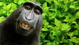 monkey selfie copyright issue
