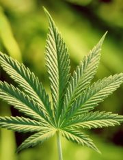 Why the Controlled Substances Act Should Be Repealed