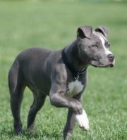 Disabled Homeowners with Service Dogs Denied Homeowners Insurance