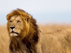Cecil-the-Lion