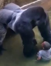 Should the Parents of the Boy Who Fell Into a Gorilla Enclosure Have Been Held Liable?