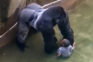 Gorilla