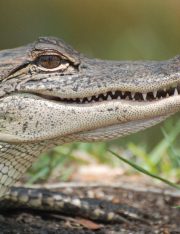 Alligator Attack at Walt Disney World: How Wild Animals Can Change the Claim