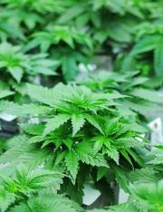Ohio Lawyers Face Discipline If They Advise Clients Regarding Marijuana Dispensaries