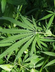 Can Marijuana Businesses Survive the Trump Administration?