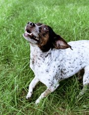 Can the Police Shoot Your Dog For Barking?