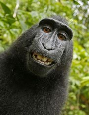 Monkey Selfie Lawsuit: PETA Loses Case Arguing Monkeys Can Hold Copyright