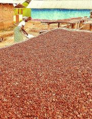 Ninth Circuit Affirms the CA Law Doesn't Require Disclosing Use of Slave Labor on Packaging