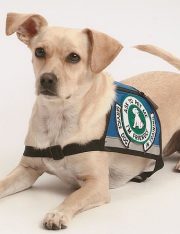 Delta Airlines Lawsuit is a Cautionary Tale for Emotional Support Animals
