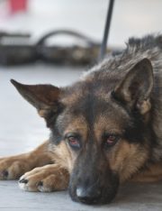 Supreme Court to Consider Warrant Requirement for Drug Dog Searches at Apartment Doors
