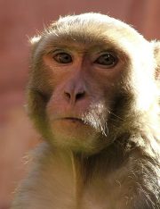 Missouri Woman Fights to Keep Three Emotional Support Monkeys