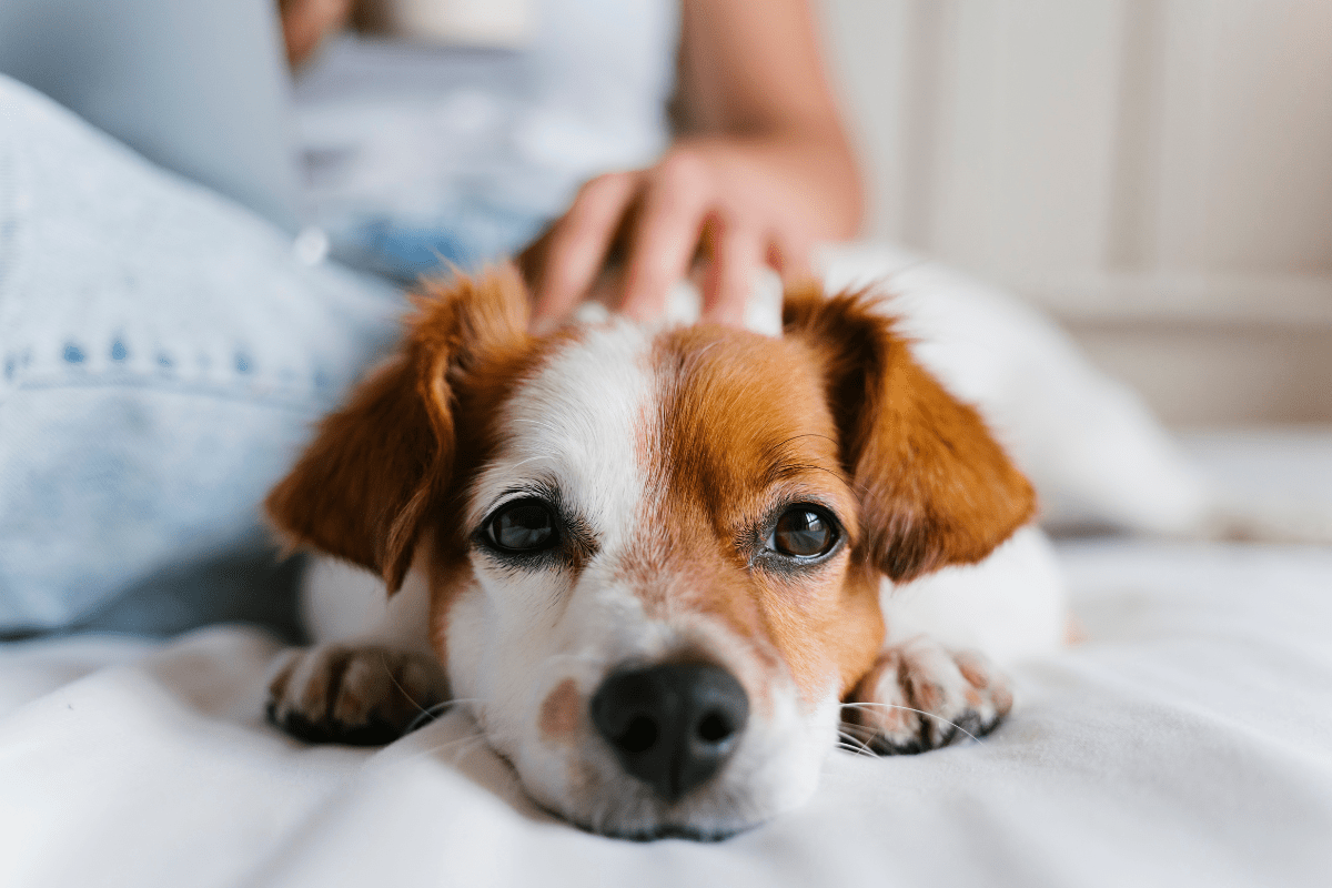 Pet Laying Down Next to Owner