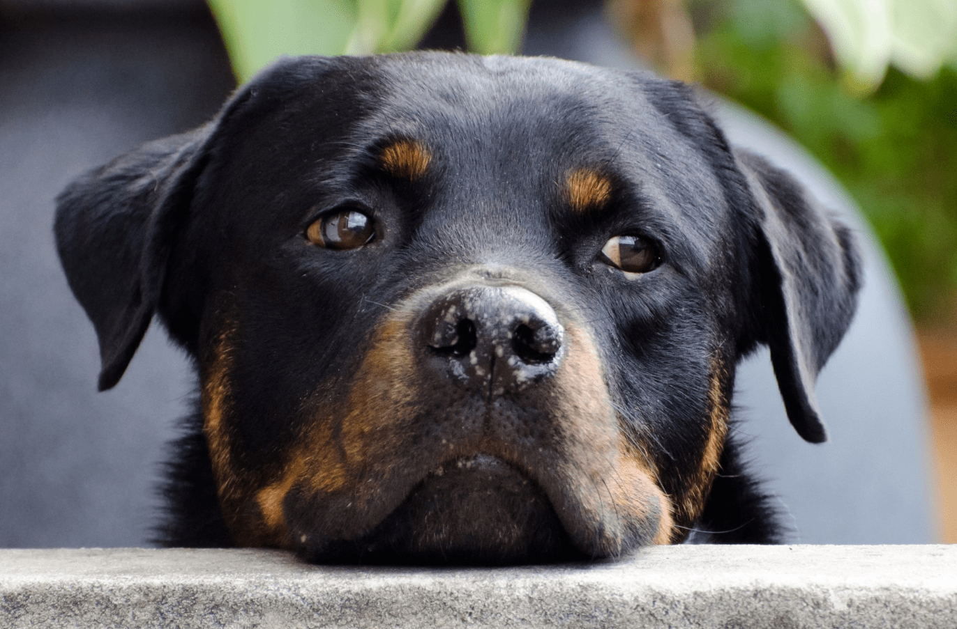 Picture of a dog.